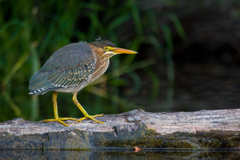 Green Heron